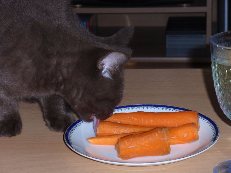 vegetarian, nebo čuně.jpg